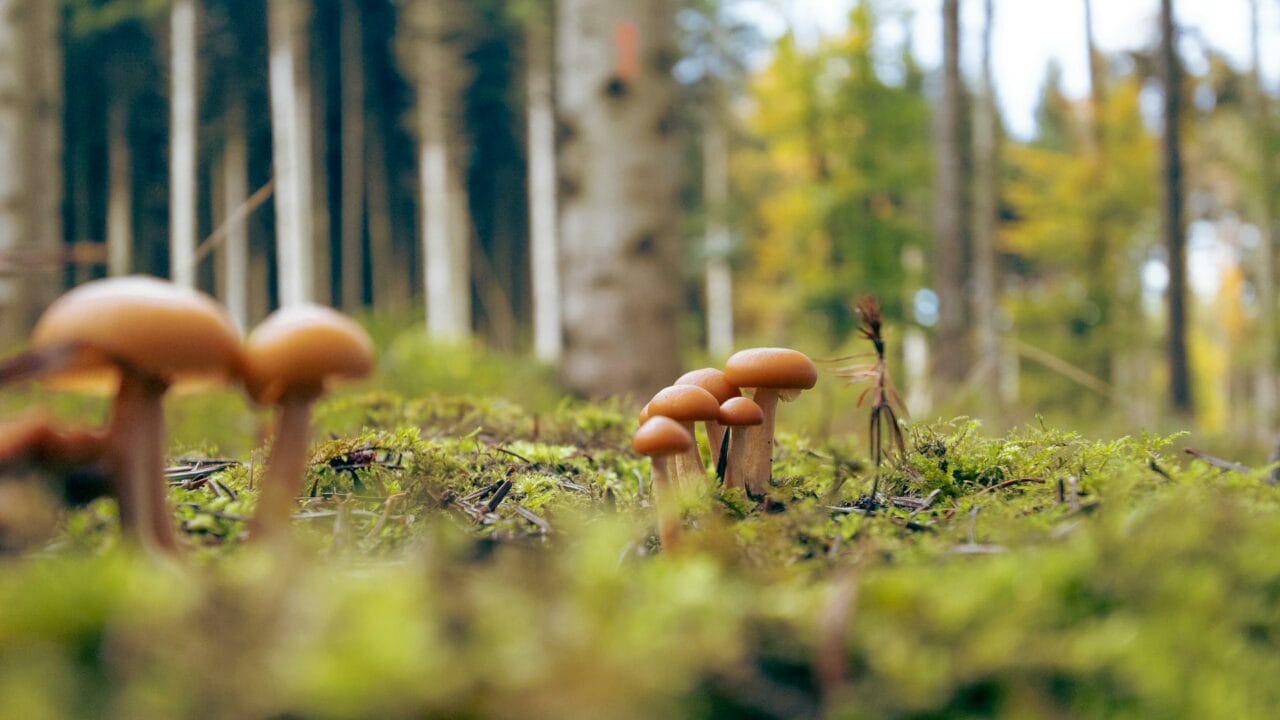 Embark on a Global Voyage with Magic Mushrooms from Cambodia, Chitwan Nepal, and Ecuador