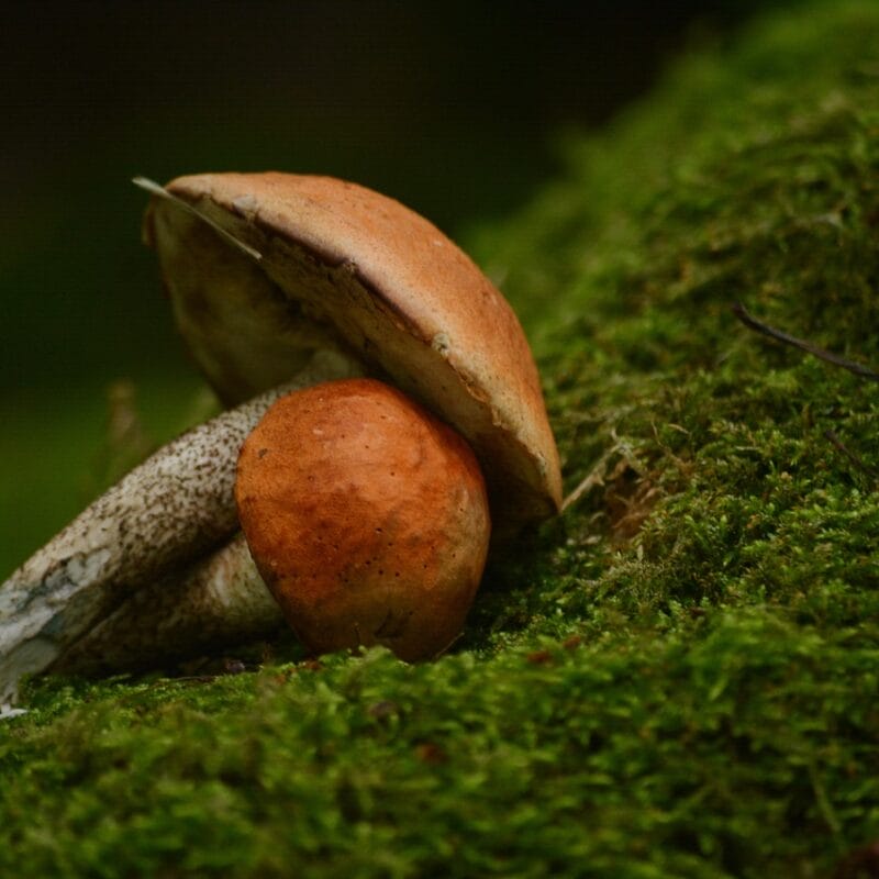 Mushroom Dispensary Vancouver | Shrooms Near Me Canada