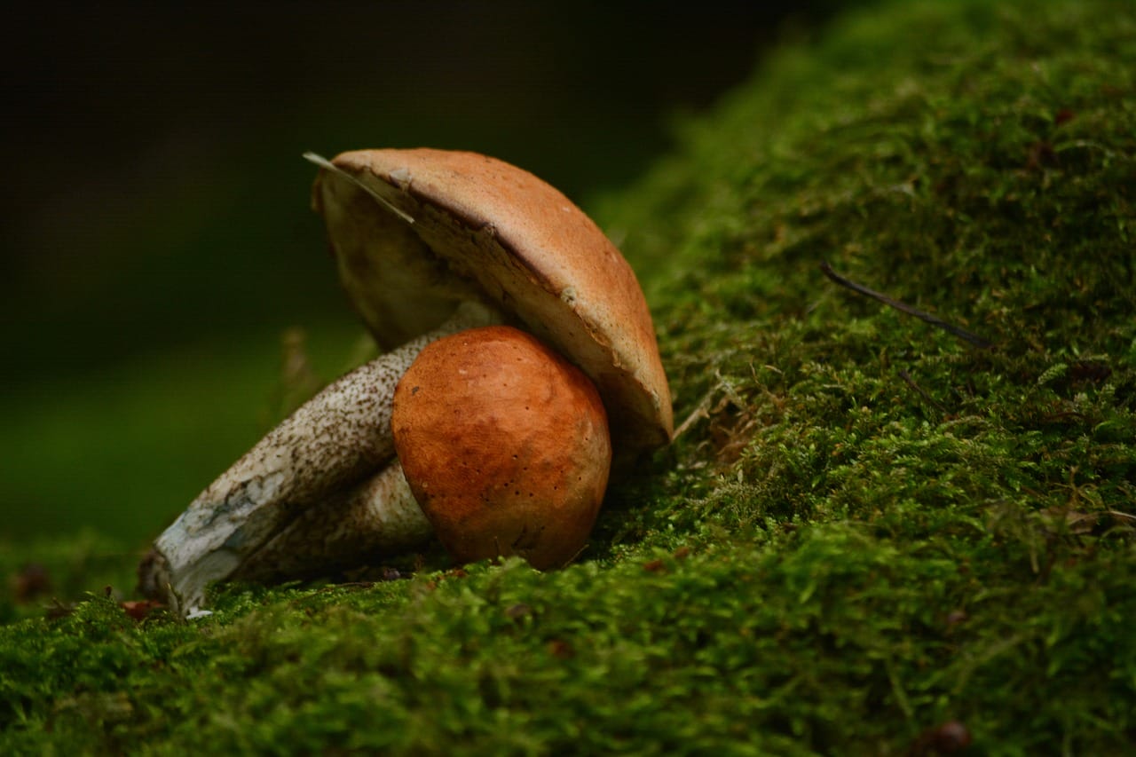 Vancouver Mushroom Dispensary: Five Fresh Mushroom Strains Worth Trying