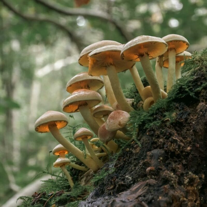 Shrooms online | Shrooms Near Me Canada