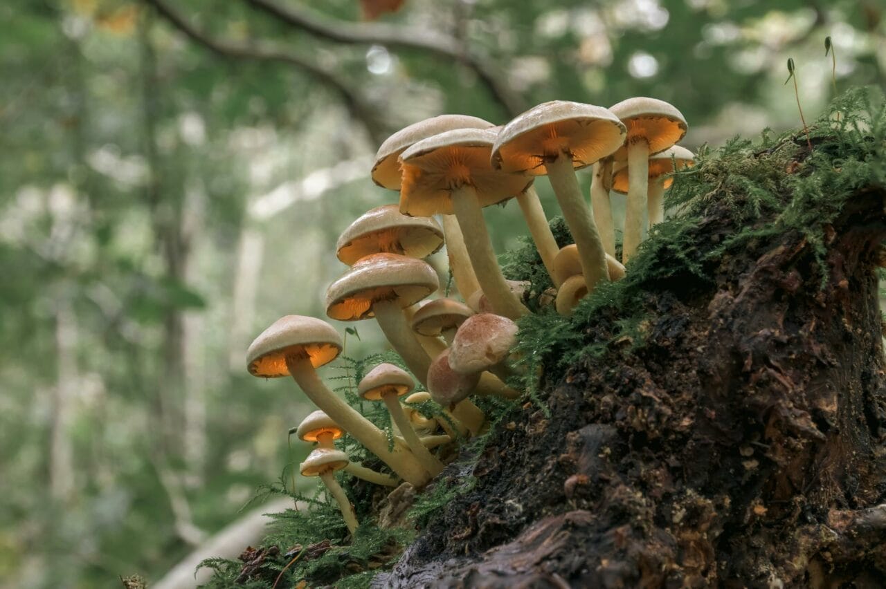 The Role of Psilocybin in Enhancing Sexual Performance and Satisfaction Found in Magic Mushrooms