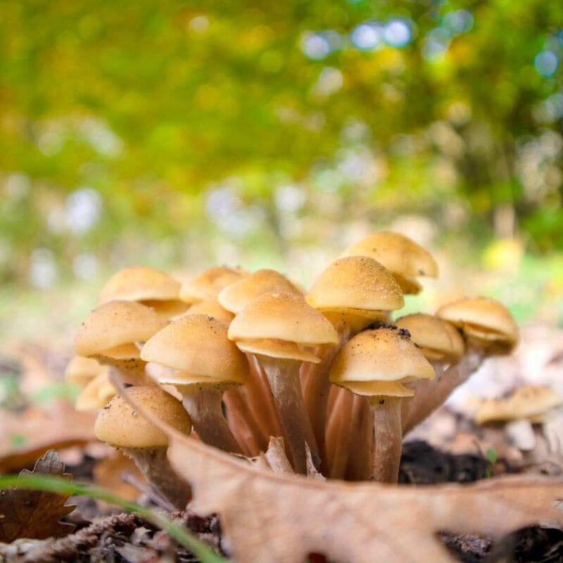 Shrooms Canada | Shrooms Near Me Canada