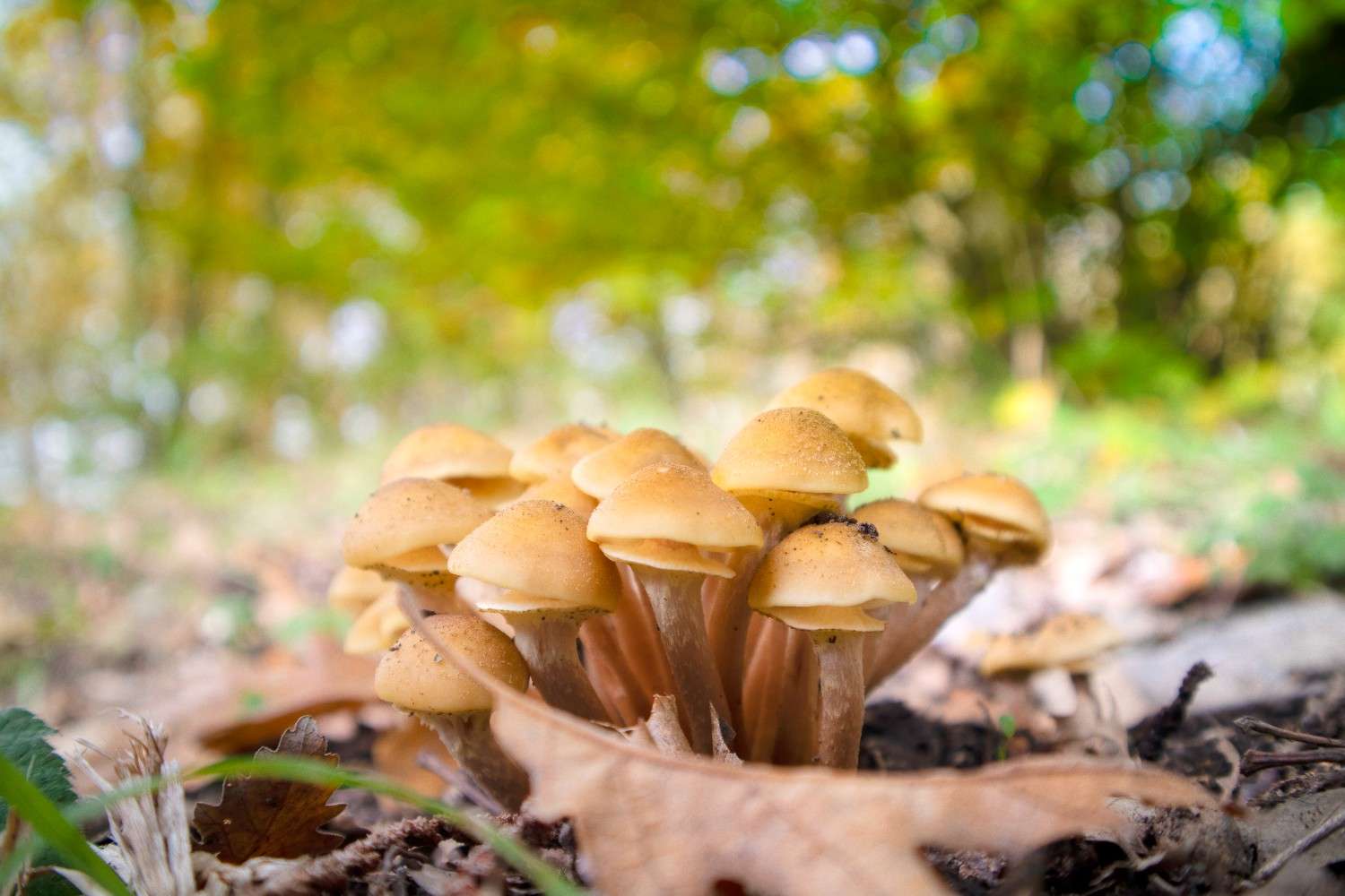 The Global Spread of Psilocybin Mushrooms: Microdosing is No Longer Just a Canadian Phenomenon