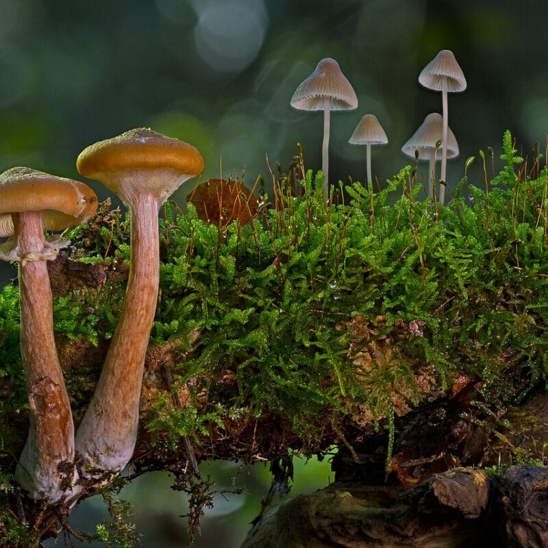 magic mushroom in Canada | Shrooms Near Me Canada