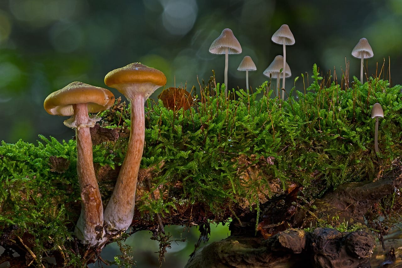 A Majority of Canadians, 80% to be Precise, Advocate for the Use of Shrooms in Treating Existential Distress