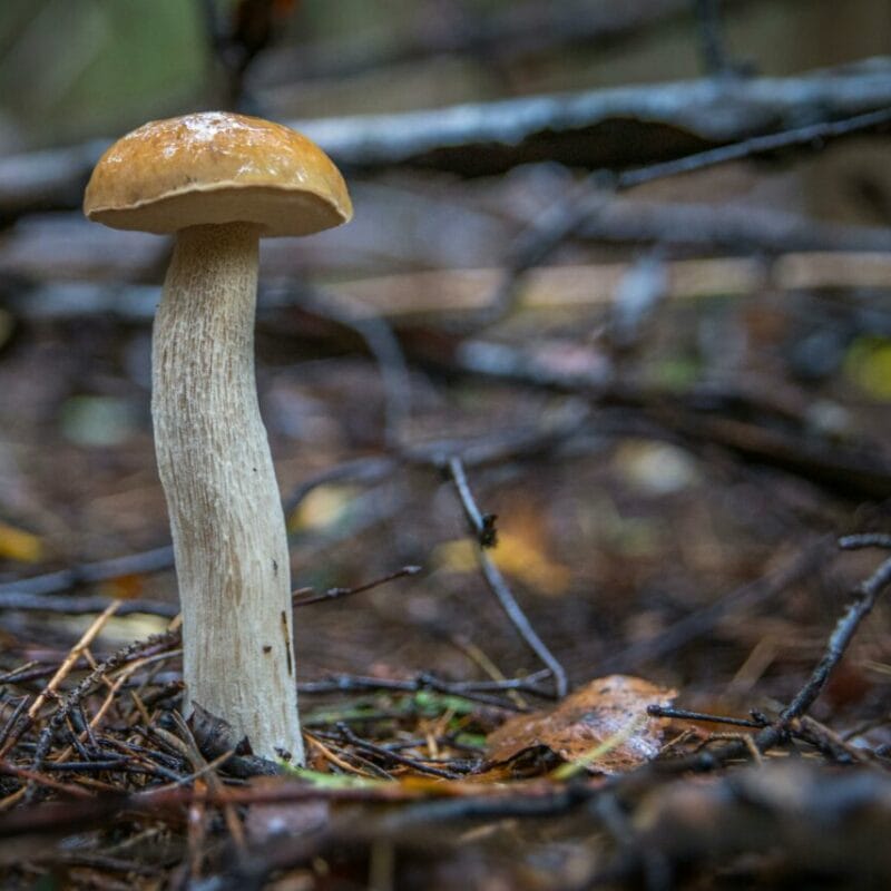Shrooms online | Shrooms Near Me Canada