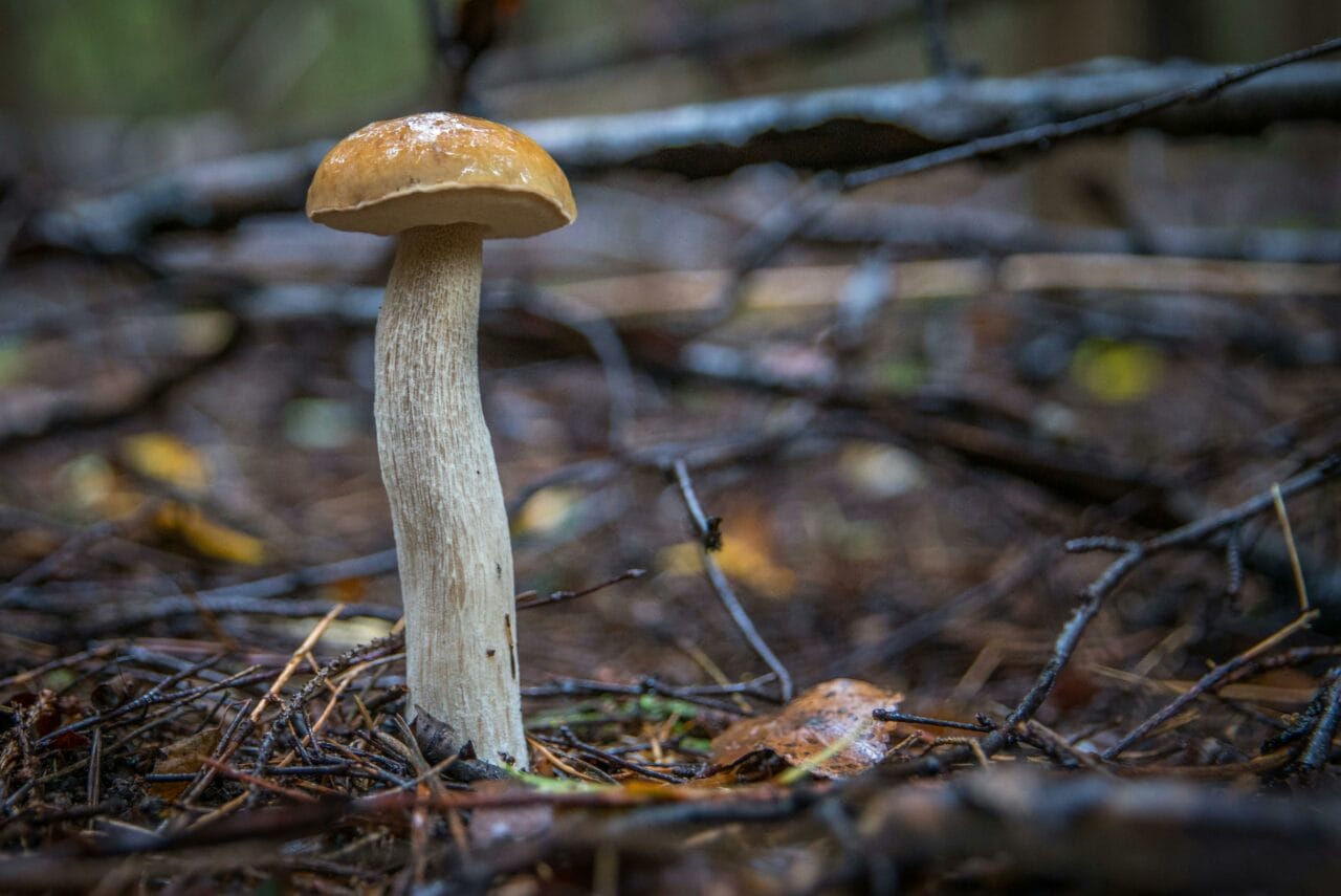 Recent Studies on Magic Mushrooms Indicate Prolonged Brain Alteration Could Benefit Mental Health