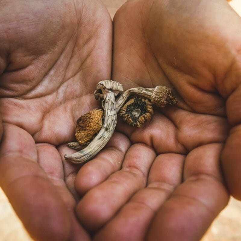 dried shrooms | Shrooms Near Me Canada