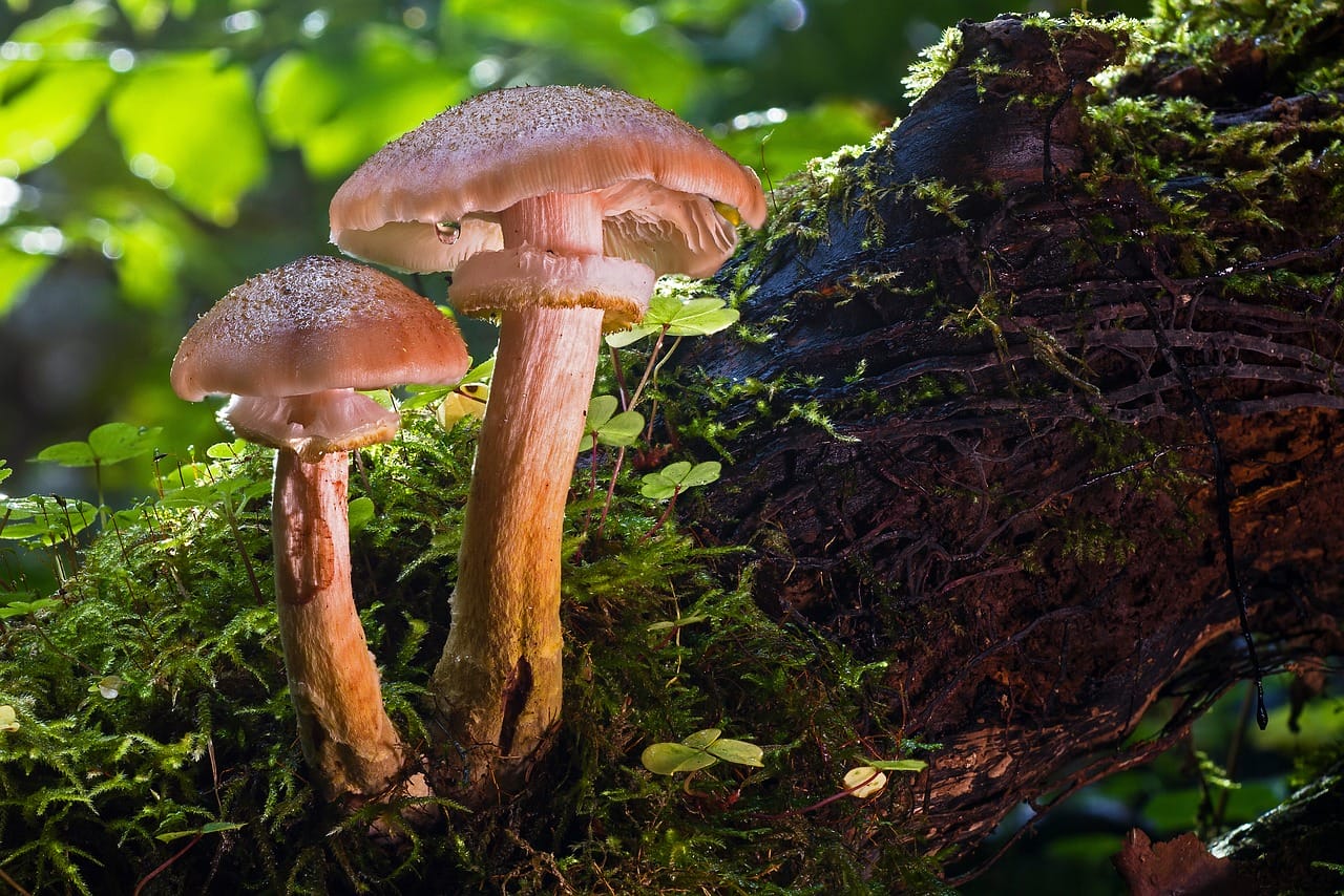Magic Mushrooms and Psychedelics – Did They Contribute to Our Evolution as a Species?