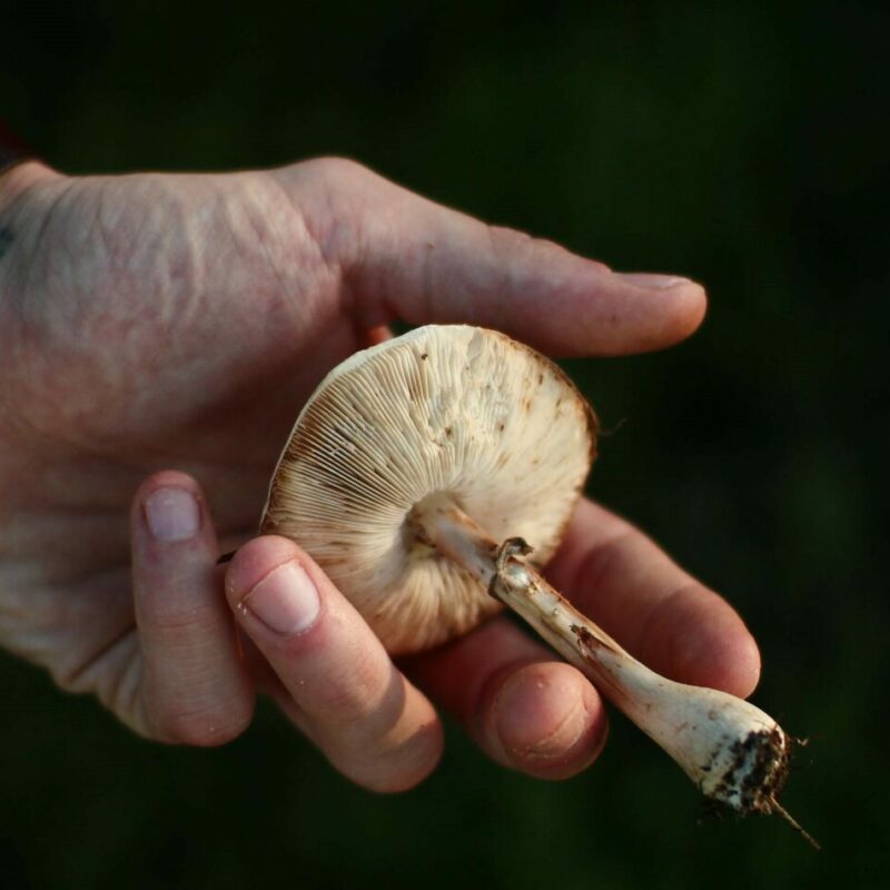 Shrooms | Shrooms Near Me Canada