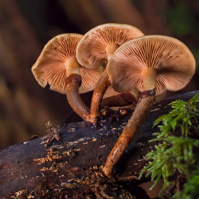 alacabenzi strain | Shrooms Near Me Canada