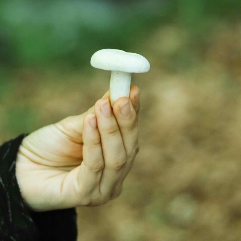 shrooms online in Canada | Shrooms Near Me Canada