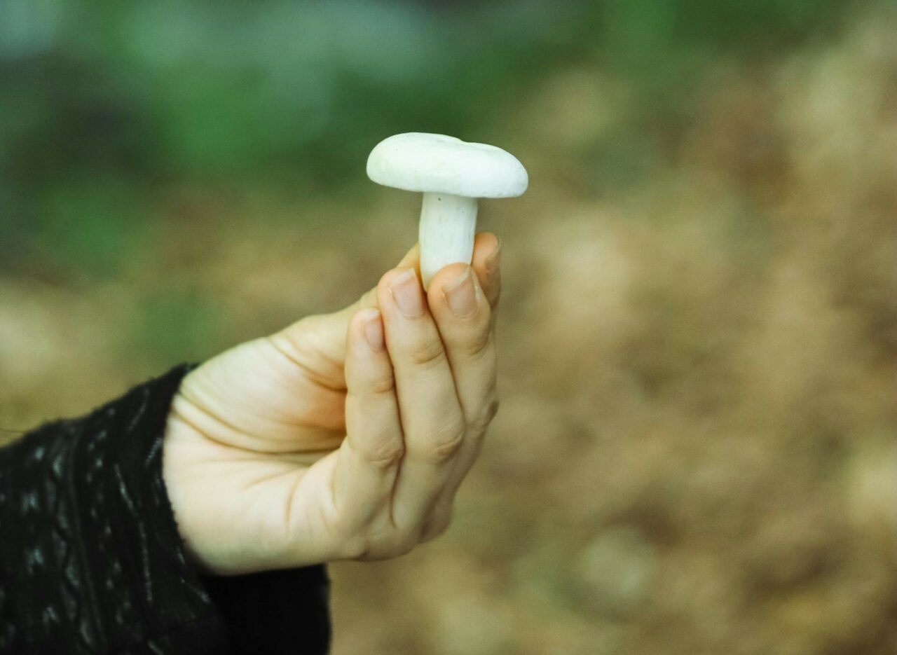 Discover Five Mushroom Categories for Every Psychedelic Enthusiast