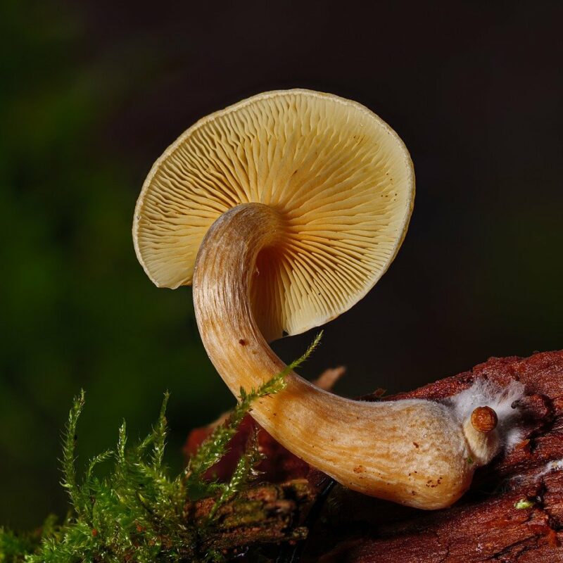 Alacabenzi Strain | Shrooms Near Me Canada