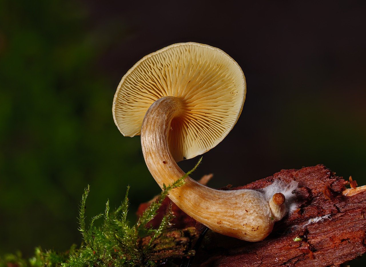 Alacabenzi Strain Review – Essential Facts Every User Must Understand Prior to Their Initial Dose