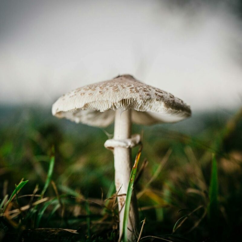 White Monster | Shrooms Near Me Canada