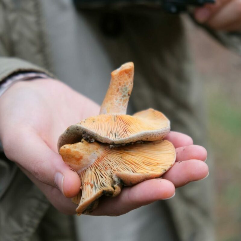 Apex Strain | Shrooms Near Me Canada