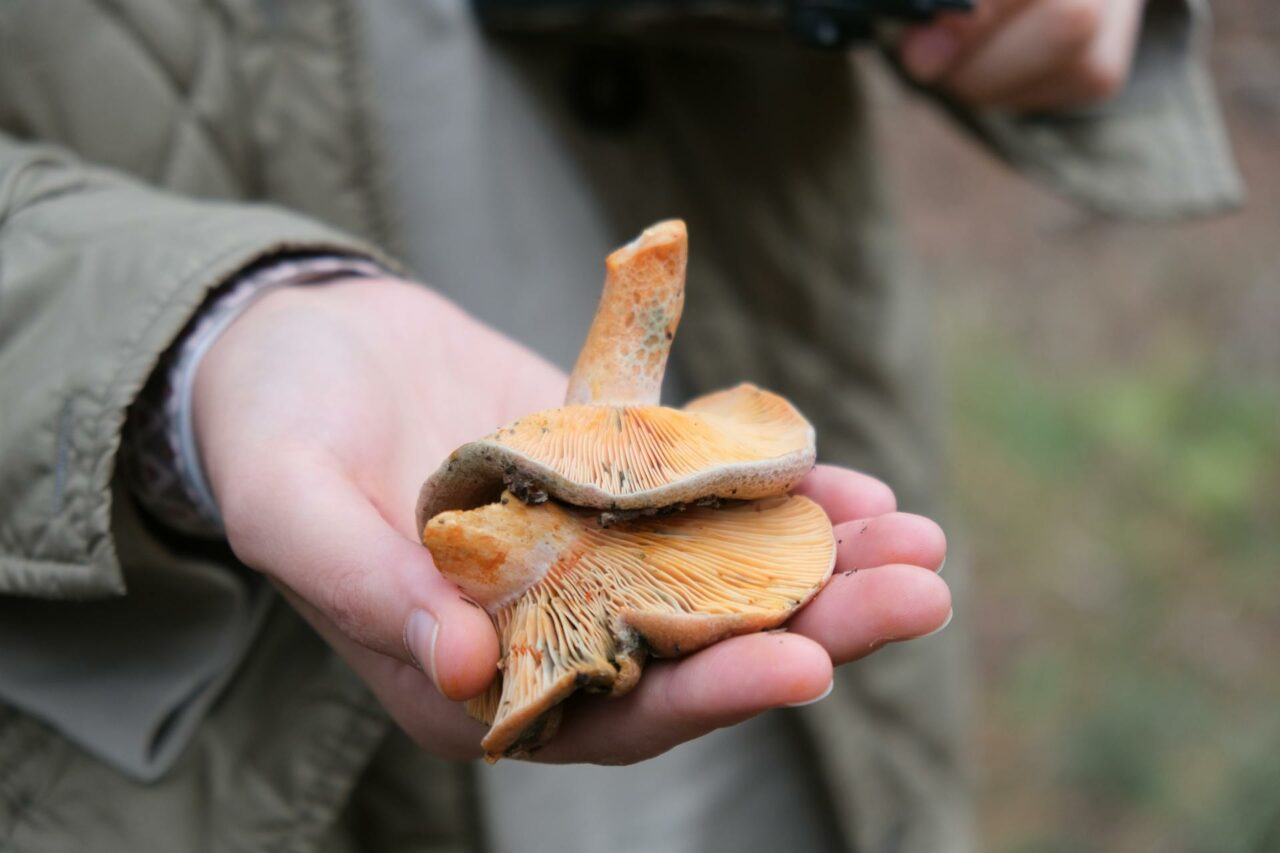 The Reasons I Constantly Include Apex Strain Mushroom in My Self-Care Routine
