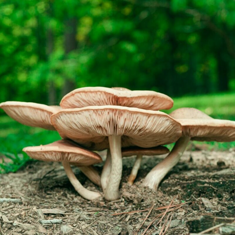 Big Daddy Mushroom | Shrooms Near Me Canada