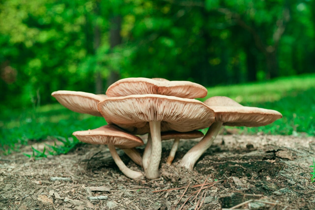 Experienced the Big Daddy Mushroom during a Hike – Unquestionably, a 10/10 Experience Worth Repeating