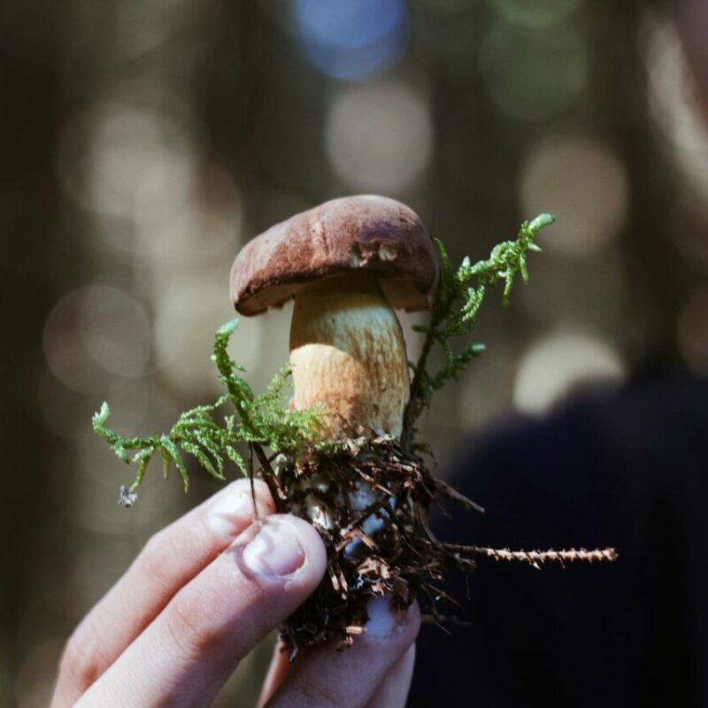 Buy Shrooms | Shrooms Near Me Canada