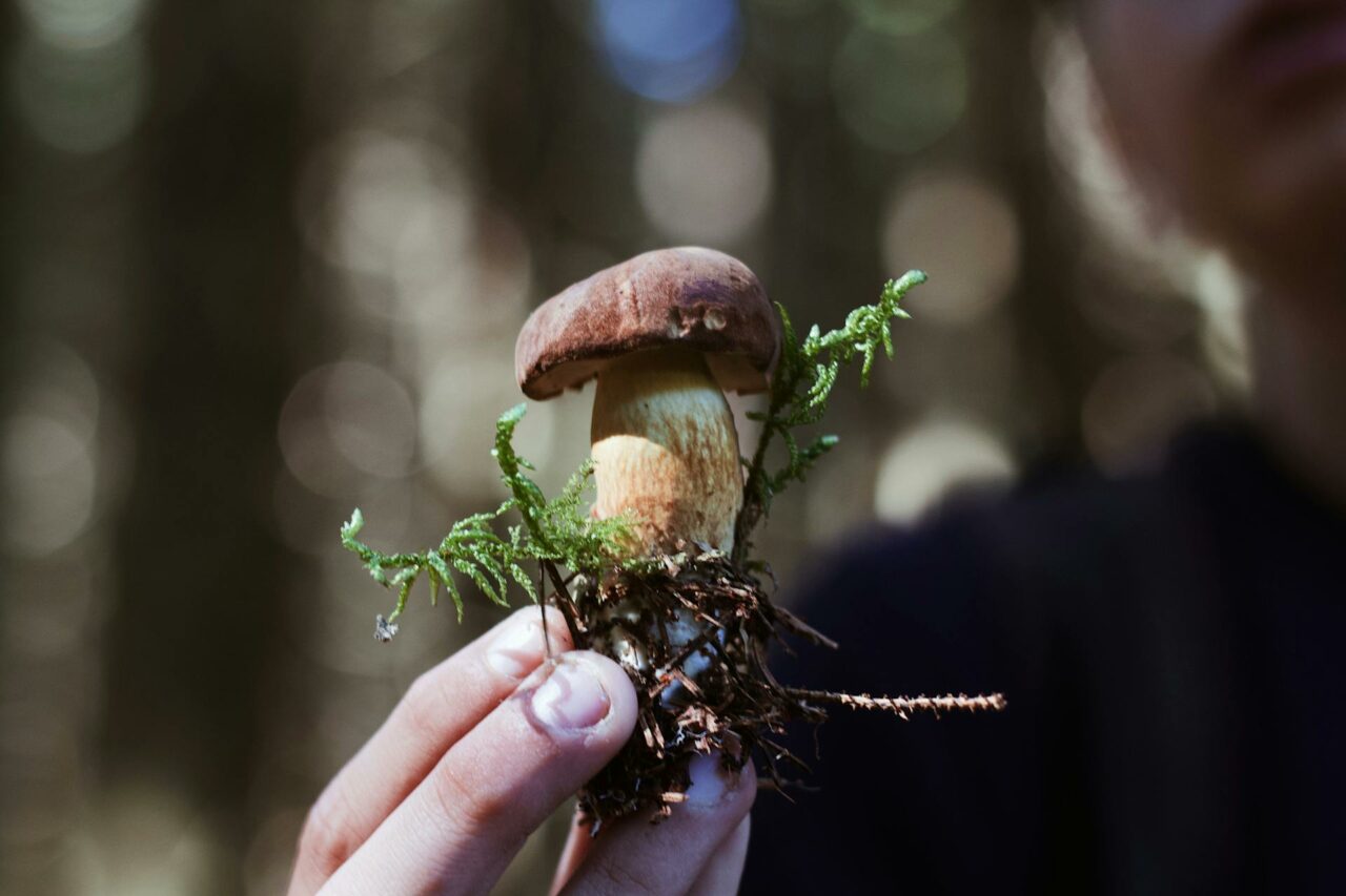 Purchasing Psychedelic Mushrooms Online: A Retiree Laments Not Using Psilocybin 45 Years Earlier