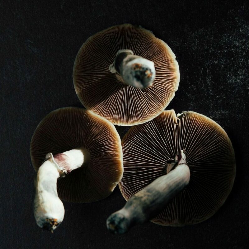 Magic Mushroom Canada | Shrooms Near Me Canada