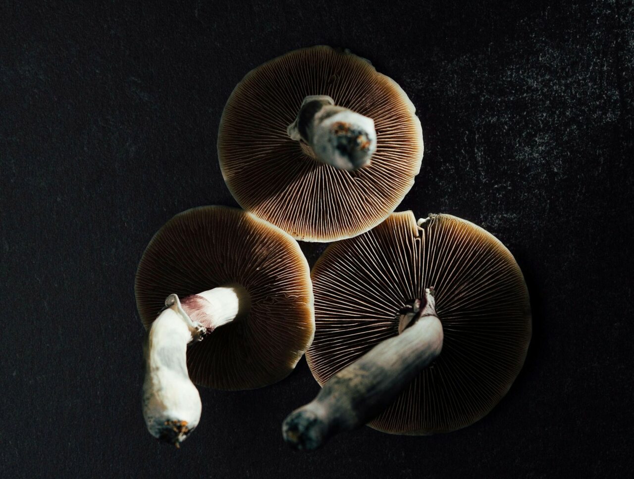 Canada’s Magic Mushroom – Experts Uncover Why Naturally Occurring Psilocybin Has a More Intense Effect Than Its Lab-Created Counterpart