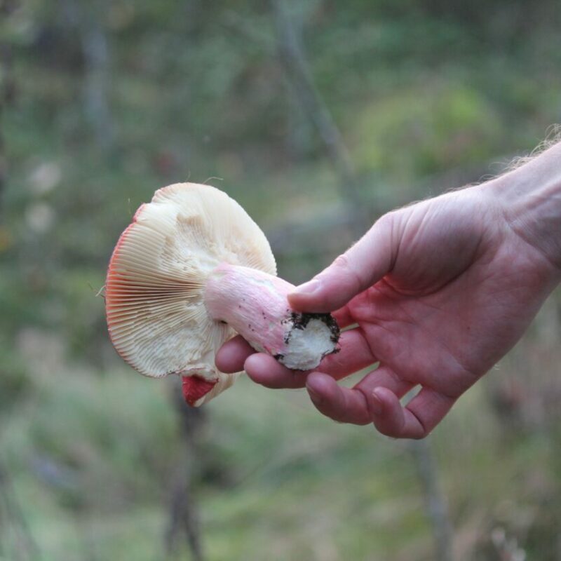 Magic Mushroom Delivery | Shrooms Near Me Canada