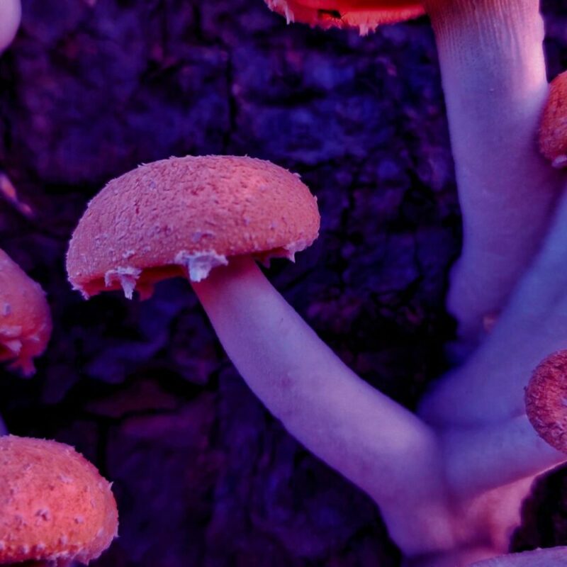 Mushroom Dispensary | Shrooms Near Me Canada