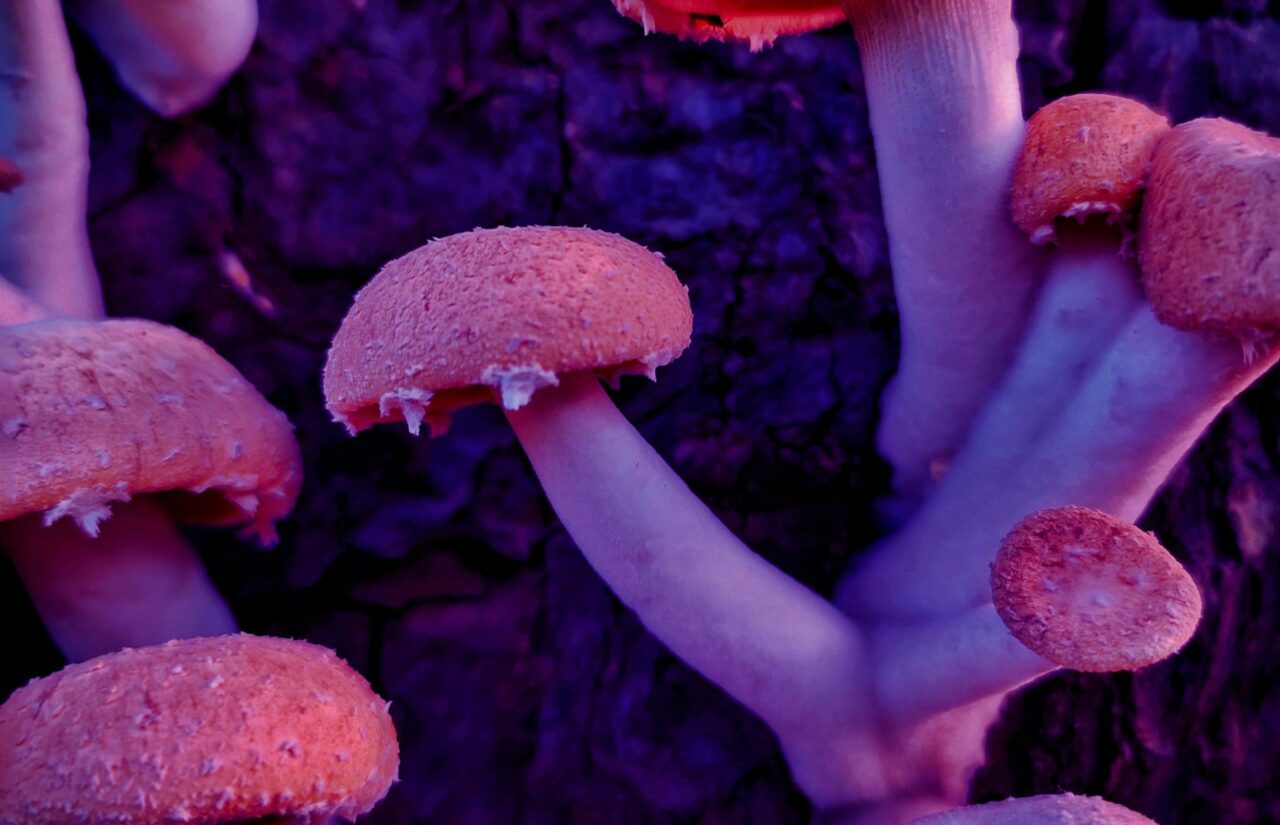 How a Mushroom Dispensary’s Psilocybin Could Potentially Transform Minds Burdened by HIV-Related Shame