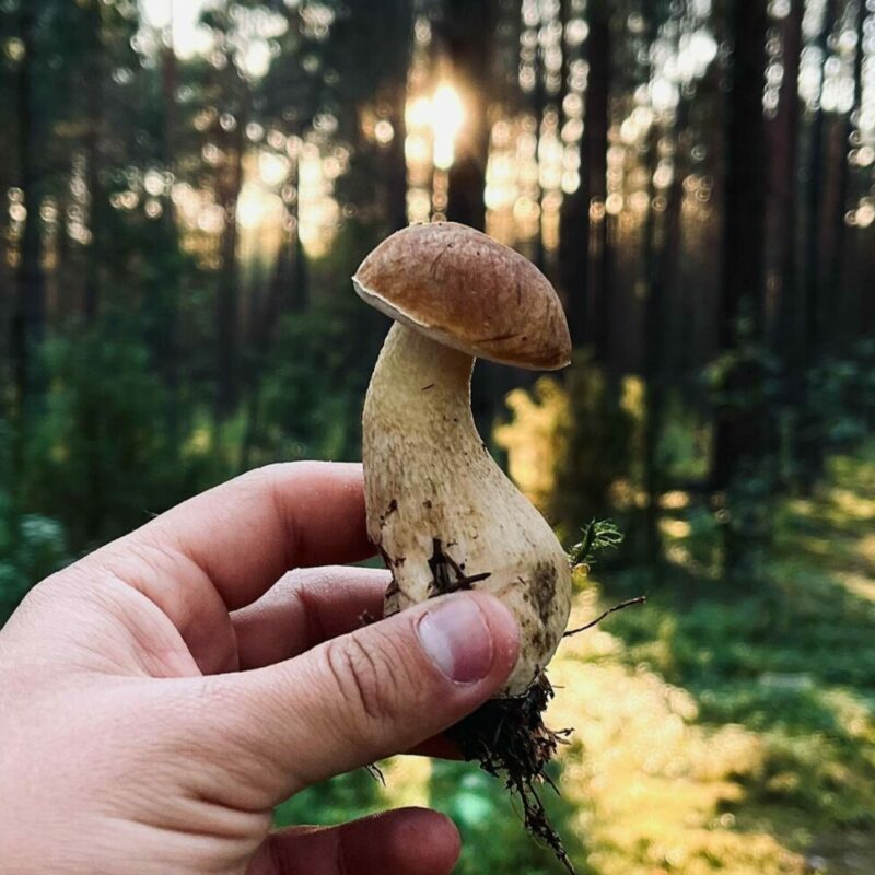 Shrooms Delivery Canada | Shrooms Near Me Canada