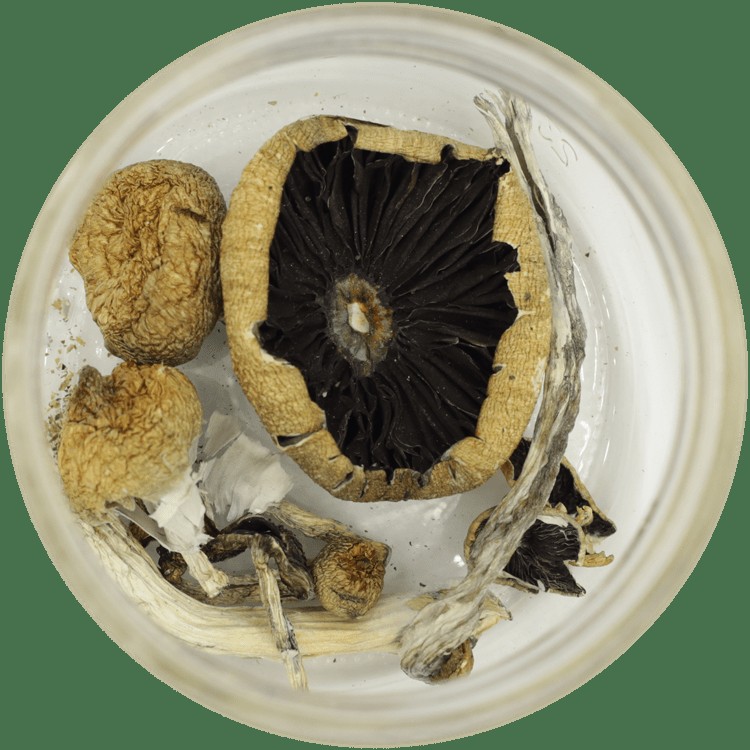  | Shrooms Near Me Canada