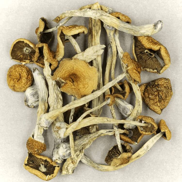  | Shrooms Near Me Canada