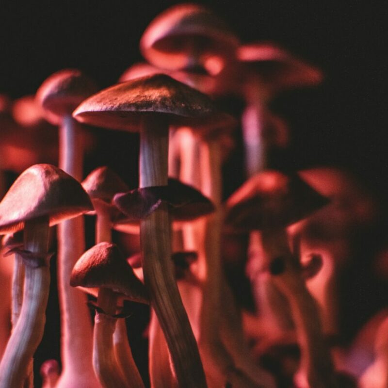  | Shrooms Near Me Canada