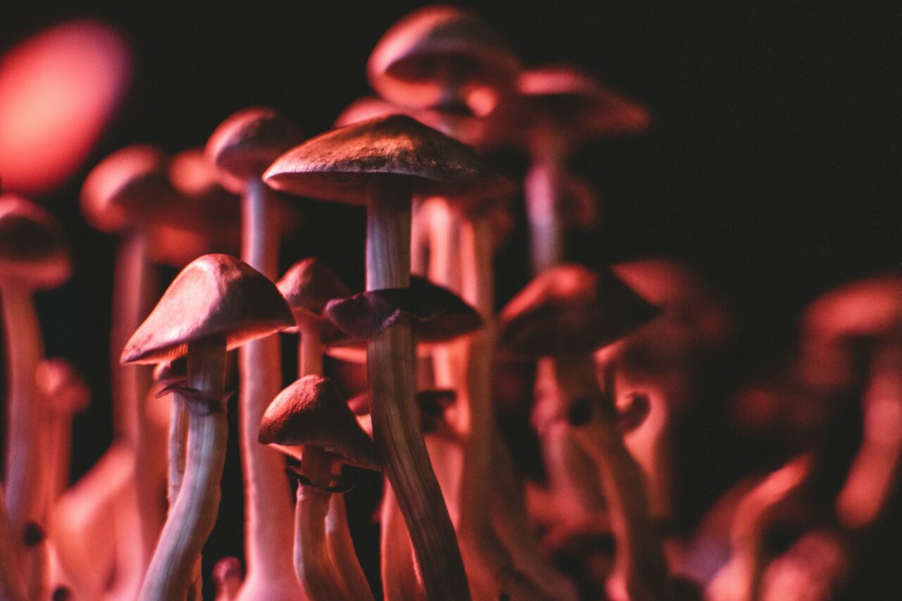 How I Successfully Purchased Psychedelics Online (And Dodged Potential Scams)